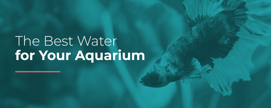 The Best Water for Your Aquarium - Longs Ecowater